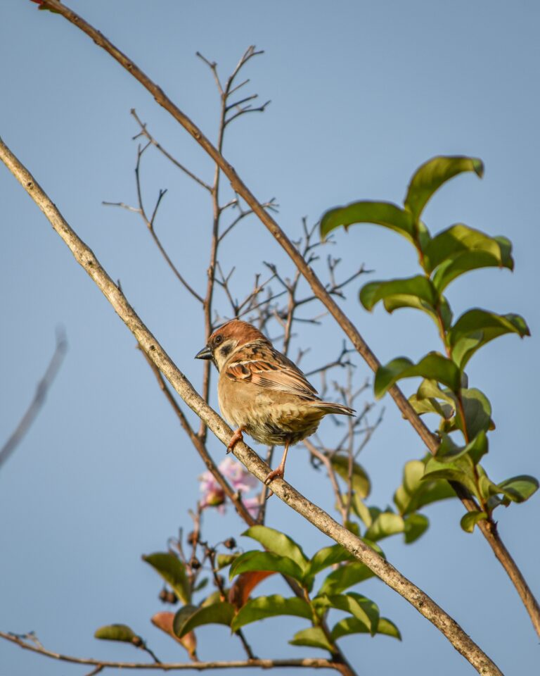 Bird in a tree in Alotau, Papua New Guinea