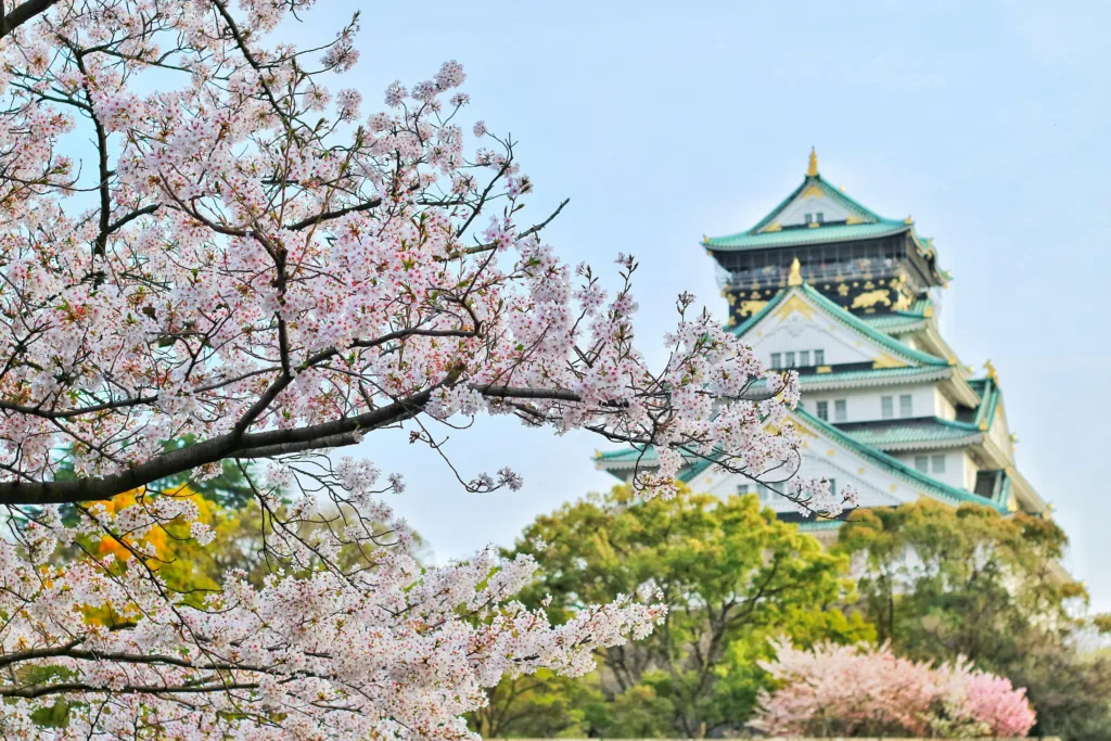 Close Up Photography of Cherry Blossom Tree, Osaka, Japan