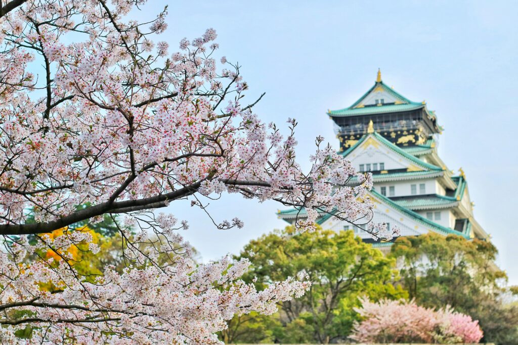 Close Up Photography of Cherry Blossom Tree, Osaka, Japan. Asian Language Facts.