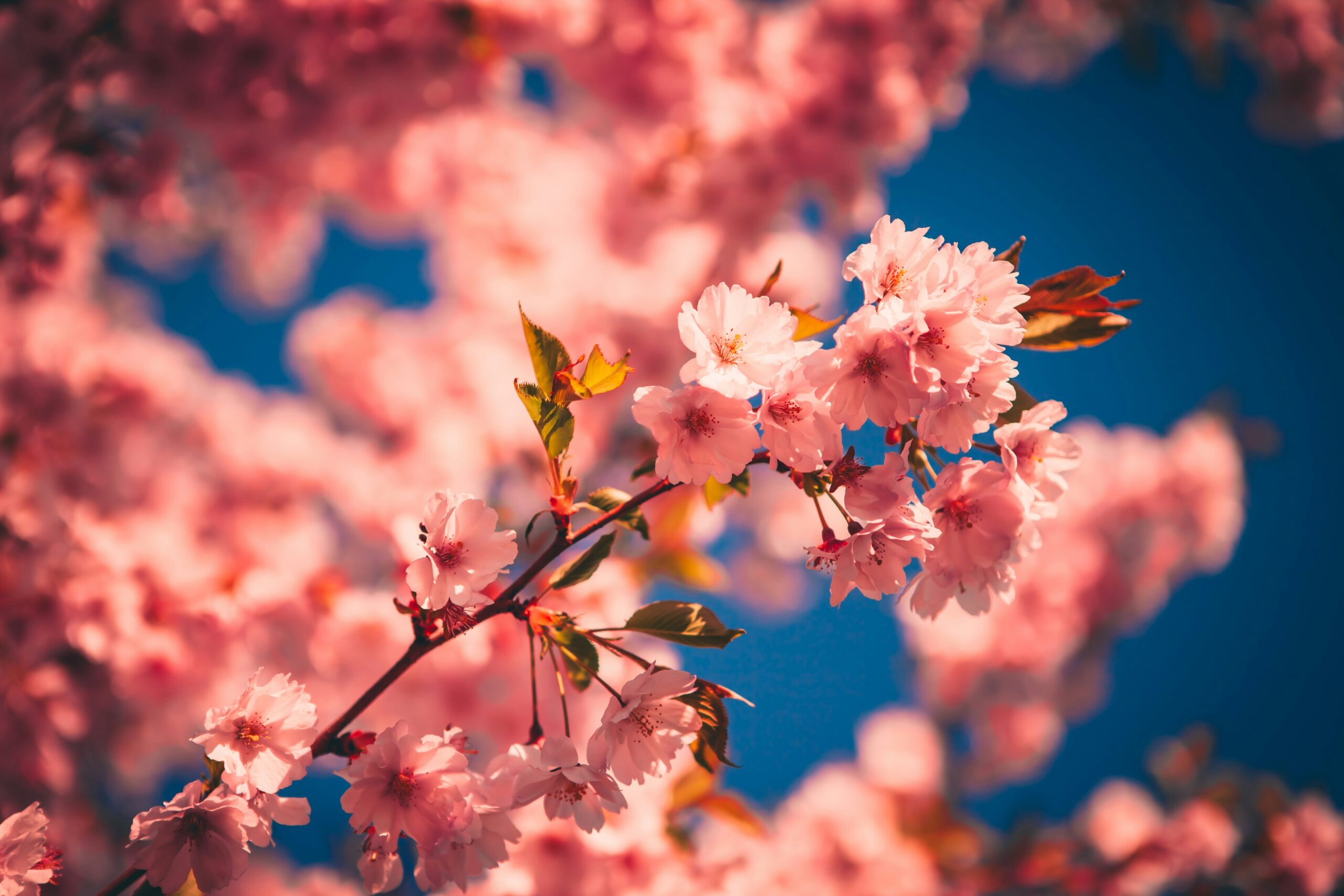 Pink Cherry Blossoms Sakura against Clear Blue Sky. Asian Language Facts.